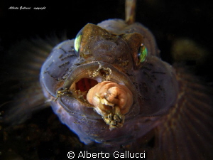Gobius niger with annelid in mouth by Alberto Gallucci 